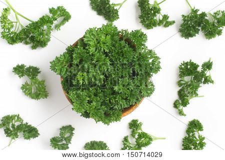 Parsley into a bowl isolated in white background