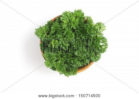 Parsley into a bowl isolated in white background