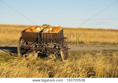 Autumn pumpkins and gourds in a rustic farm implement