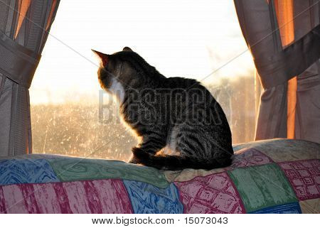 Tiger kat i vindue