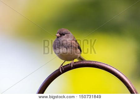 The dark-eyed junco is a species of the juncos, a genus of small grayish American sparrows. This bird is common across much of temperate North America and in summer ranges far into the Arctic.