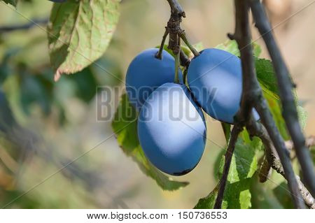 Plum tree with ripe blue fruits and green leaves on branch with blurred background