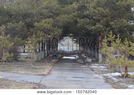 landscape, nature, winter, trees, pine, snow, tunnel, flora, Park