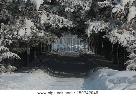 landscape, nature, winter, trees, pine, snow, tunnel, flora, Park