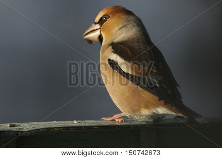 flora, animals, bird, Grosbeak, hawfinch, Coccothraustes, a family of finches, Fringillidae, nature