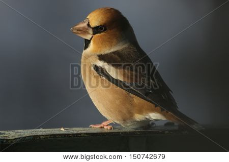 flora, animals, bird, Grosbeak, hawfinch, Coccothraustes, a family of finches, Fringillidae, nature