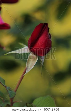 flora, flowers, plant, rose, rose red, rod rose, summer, flower