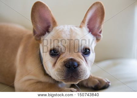 French Bulldog Puppy - Canis lupus familiaris