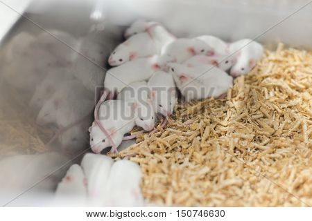 Laboratory Animals