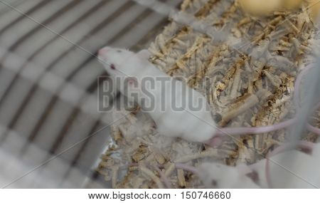 Laboratory Animals