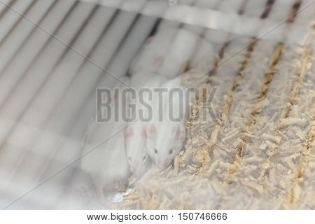 Laboratory Animals