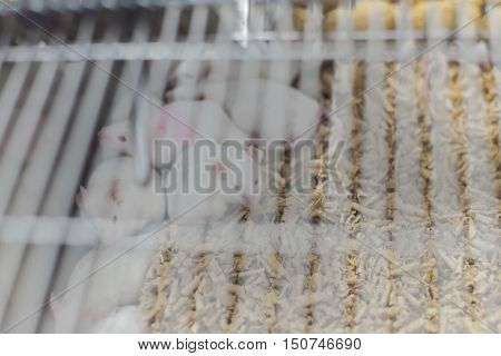Laboratory Animals