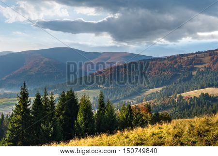 Autumn Landscape. Coniferous Forest On The Hills Of The Carpathian Mountains In The Early Morning.