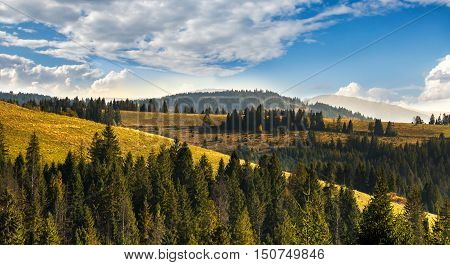Autumn Landscape. Coniferous Forest On The Hills Of The Carpathian Mountains On A Sunny Day.