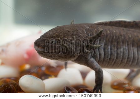 domestic axolotl in the aquarium close up