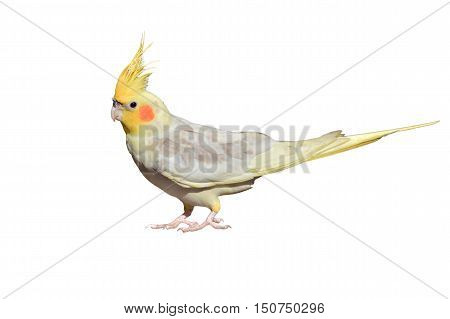 White Cockatiel Isolated
