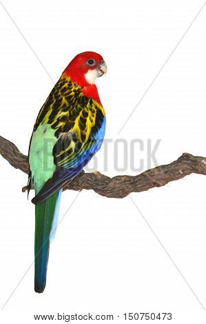 Eastern Rosella Parrot Bird