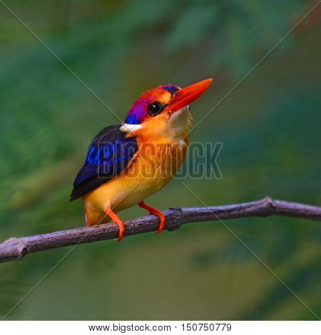 Oriental Dwarf Kingfisher Bird