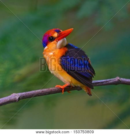 Oriental Dwarf Kingfisher Bird
