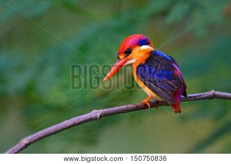Oriental Dwarf Kingfisher Bird