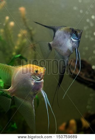 Two Angelfish in a tropical fish tank
