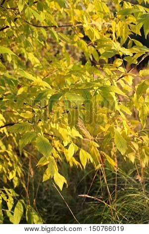 Closeup of bright yellow autumn branches in sunlight