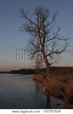 Lonely ree by the river bank at dawn