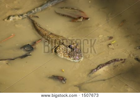 Mudskipper