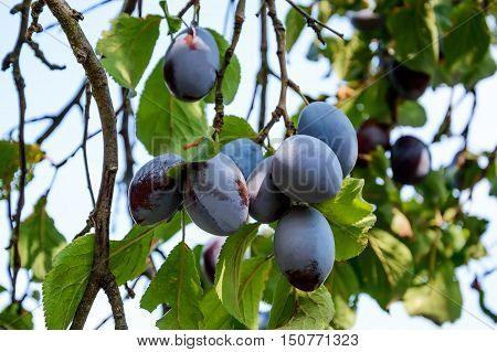 Plum tree with ripe blue fruits and green leaves on branch