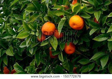 Orange tree with oranges hanging among green leaves Citrus Fortunella