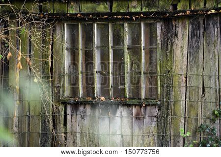 Abandoned wooden building in summer woodland, window