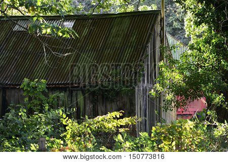 Abandoned wooden building in summer woodland hut