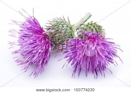 Milk thistle (Silybum) flowers isolated on the white background.