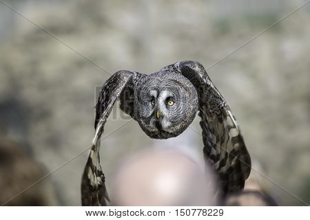 Great Grey - Gray - Owl (Strix nebulosa) flying low over people's heads at a public bird of prey display