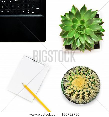 Laptop flower and cactus in a flowerpot on a white background