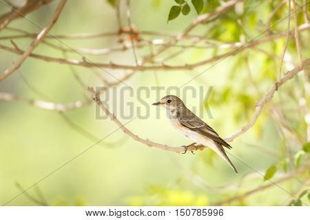 A Spotted Flycatcher in a garden in Bahrain
