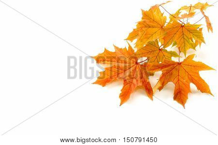 Autumn Background with a small branch of a real natural chestnut tree. Beautiful leaves in autumn colors. Isolated on white background.