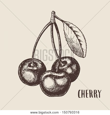 Hand drawn sketch style cherry composition. Healthy food vector illustration.