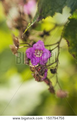 The inflorescence and flower of the canadian raspberry, close-up