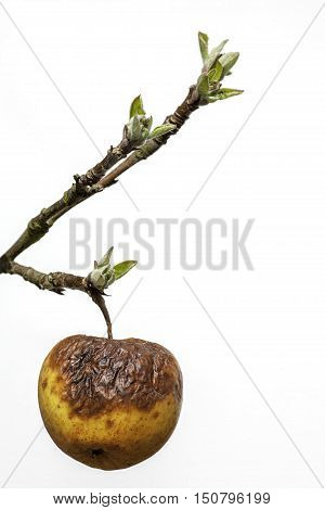 This image symbolises old age as a withered rotten apple clings to a branch with new buds. This has many societal connotations surrounding care of the elderly; age related mental health and the generation gap. It is also a useful picture of an old apple!