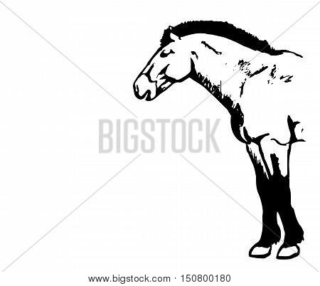 The Przewalski's horse an abstract image on a white background. Vector illustration picture a wild stallion
