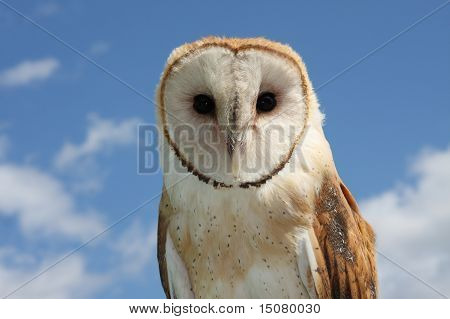 Barn Owl