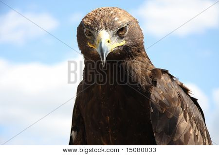 Eagle