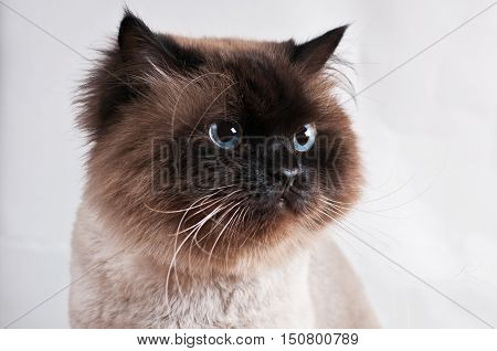 Himalayan cat with a hairstyle sits in a half-turn isolated in the studio
