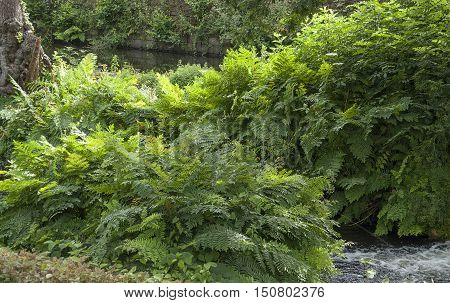 Around Aven River At Pont-aven In Brittany