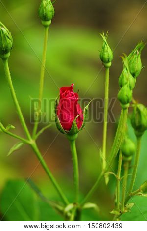 Pink rose bud on the branch in the garden. Natural Background.