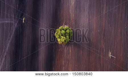 Aerial view over agricultural beveled fields and tree. Outdoor. Conceptual landscape photograph taken from the copter.