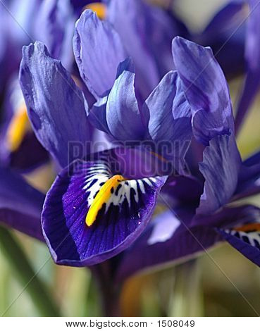 Blue Iris 2