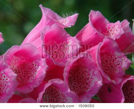 Foxglove