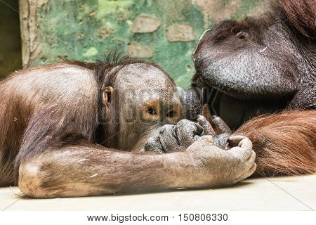 Orangutans - Pongo pygmaeus - playing in zoo. Monkeys in captivity. Animal scene. Father and son.